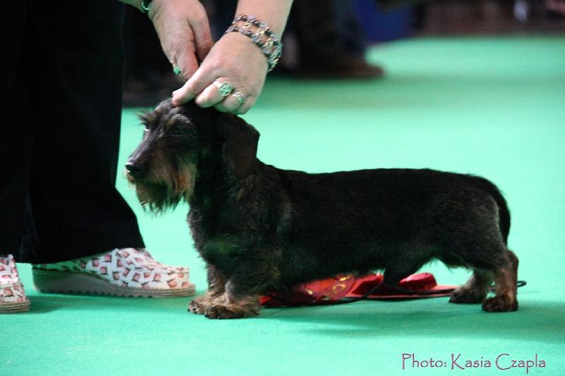 Crufts2011_2 812.jpg